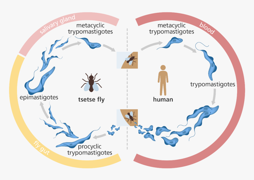 Illustration Showing The Life Cycle Of The Trypanosome Trypanosome Life Cycle Hd Png Download 3763