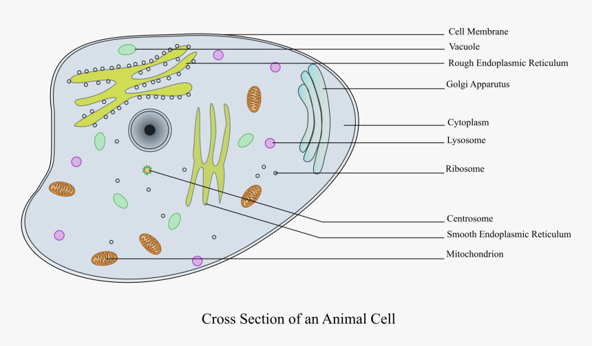 Animal Cell Labelled Clip Arts - Animal Cell Labeled Gcse, HD Png Download, Free Download