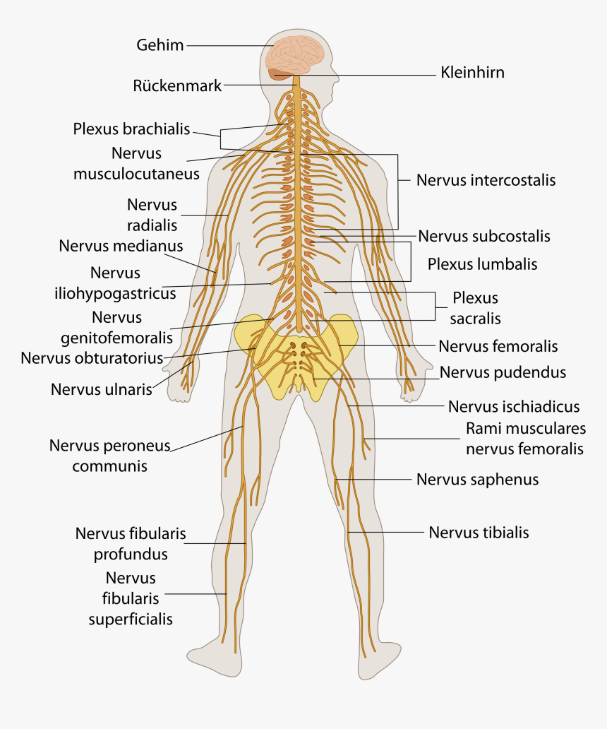 File Te Nervous System Nervous System Diagram Hd Png Download Kindpng