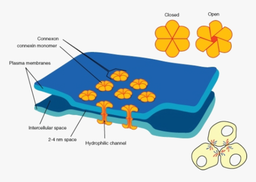 Gap Junctions, HD Png Download, Free Download