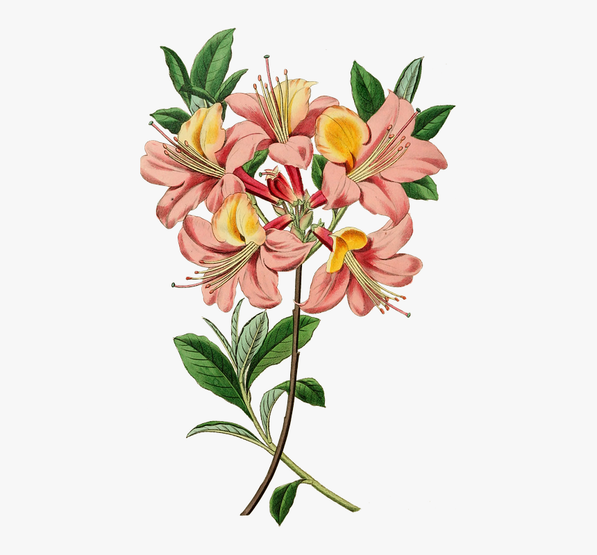 Vintage Botanical Flower Illustration, HD Png Download, Free Download