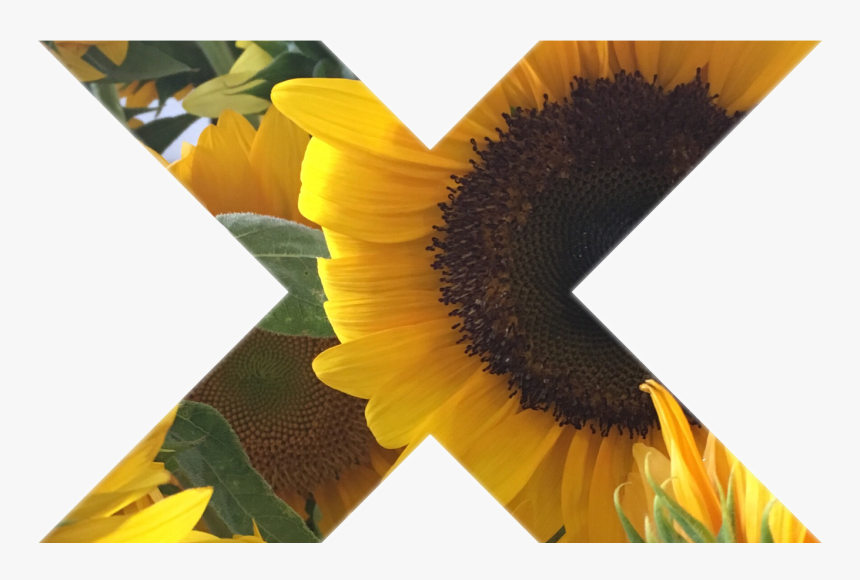 Tumblr Myphoto Sunflower Sticker Gallery Art Interestin - Portable Network Graphics, HD Png Download, Free Download