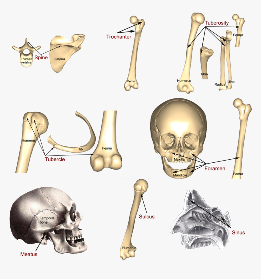 6 Illustrations Of More Bone Markings - Skull, HD Png Download, Free Download