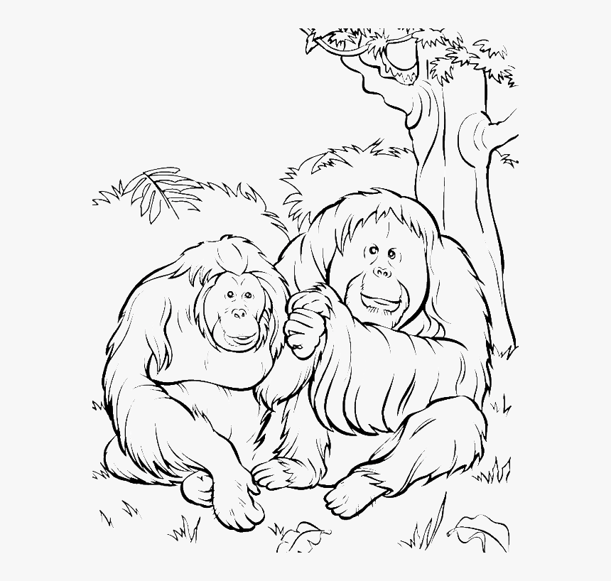 Orangutan Png Download Printable Orangutan Coloring Pages