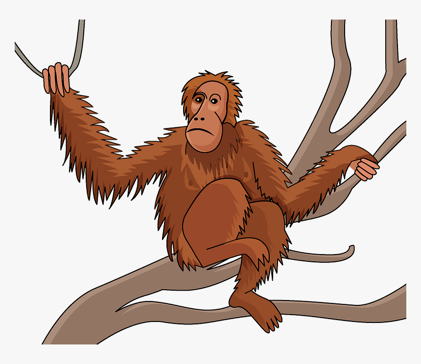 Orangutan Clipart - Old World Monkey, HD Png Download, Free Download