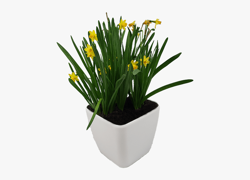 Self-watering Planter - Saffron Crocus, HD Png Download, Free Download