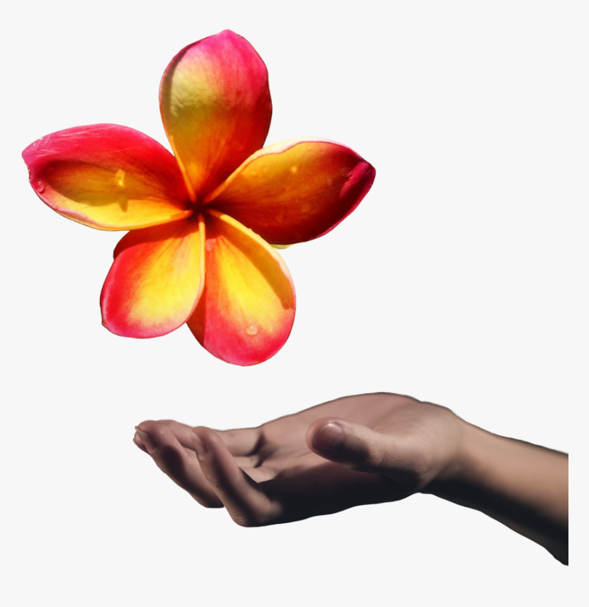 Frangipani, HD Png Download, Free Download