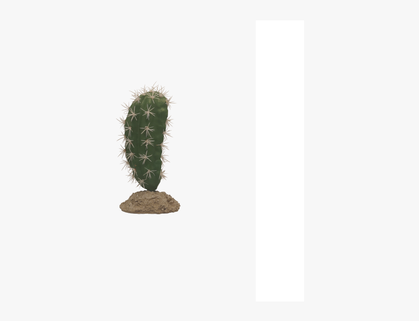 Cactus Reptile Decor - Weberocereus, HD Png Download, Free Download