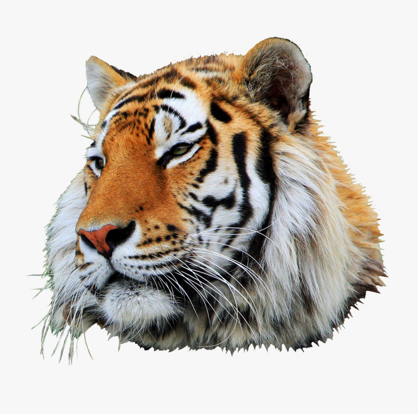 Tiger Head Clipart - Tiger, HD Png Download, Free Download