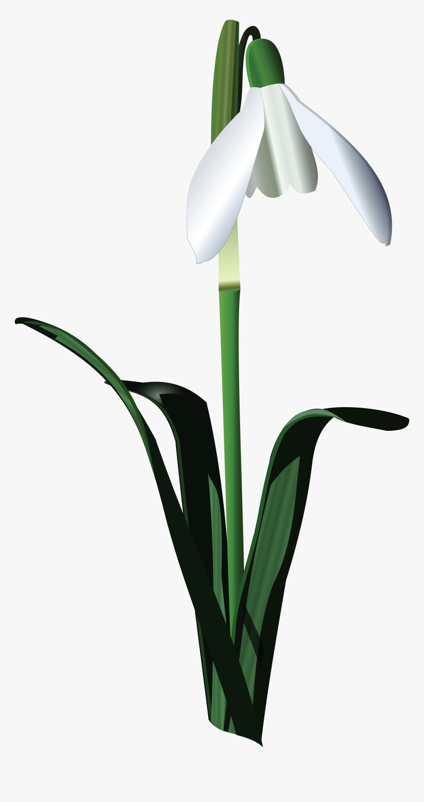 Snowbell Flower Art Vector , Png Download - Snowbell Flower Png, Transparent Png, Free Download