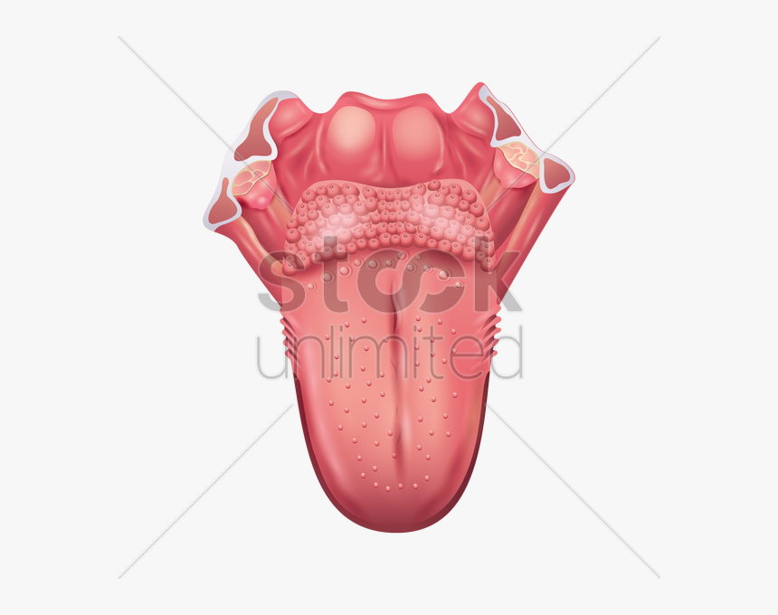 Thumb Image - Illustration, HD Png Download, Free Download