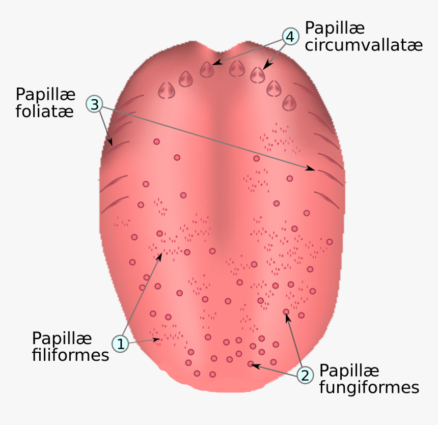 Papillae Fungiformes, HD Png Download, Free Download