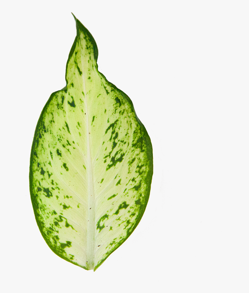 Dumb Cane Amy - Illustration, HD Png Download, Free Download