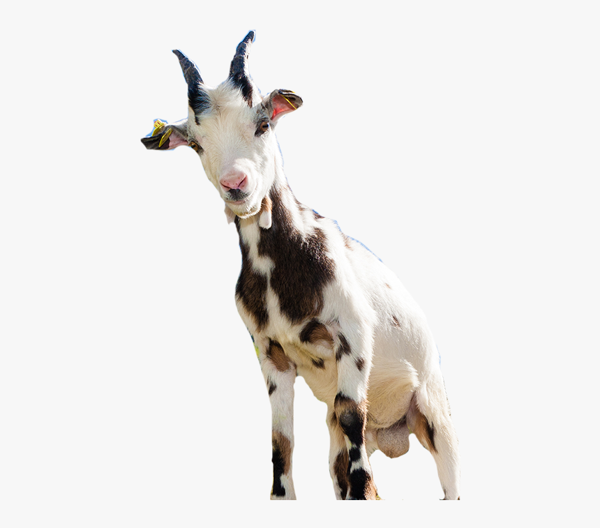 Goat Sheep Computer File - Clip Art, HD Png Download - kindpng