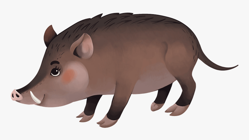 Wild Boar Clipart - Domestic Pig, HD Png Download - kindpng