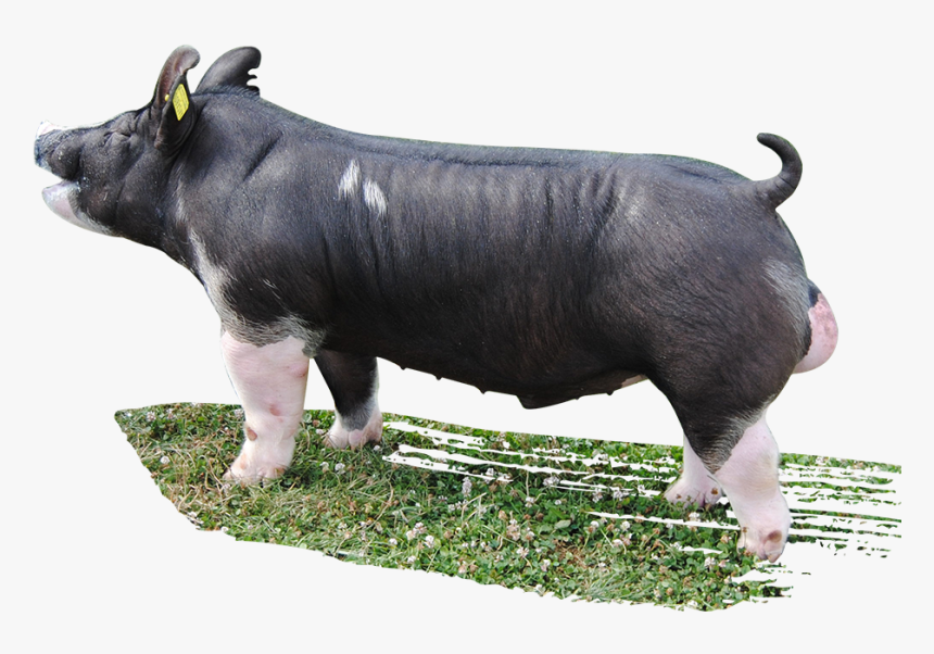 Shot Gun Berkshire Boar, HD Png Download - kindpng