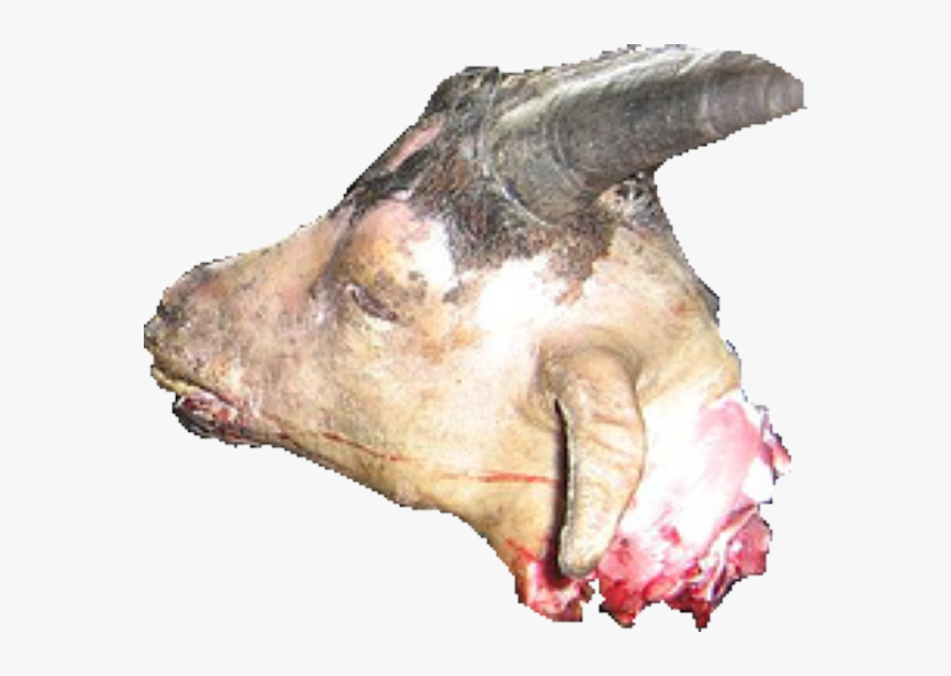 Boar , Png Download - Boar, Transparent Png, Free Download