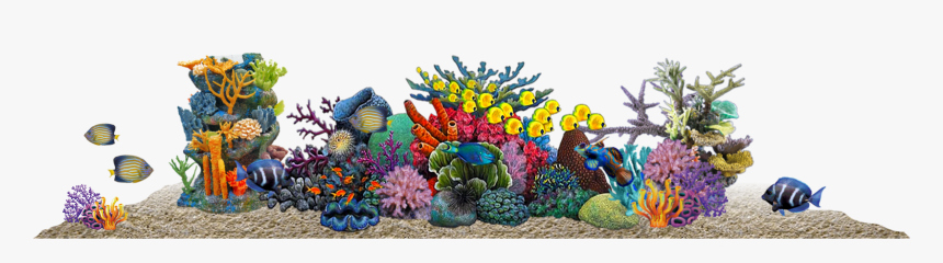 Transparent Coral Reef Png, Png Download, Free Download