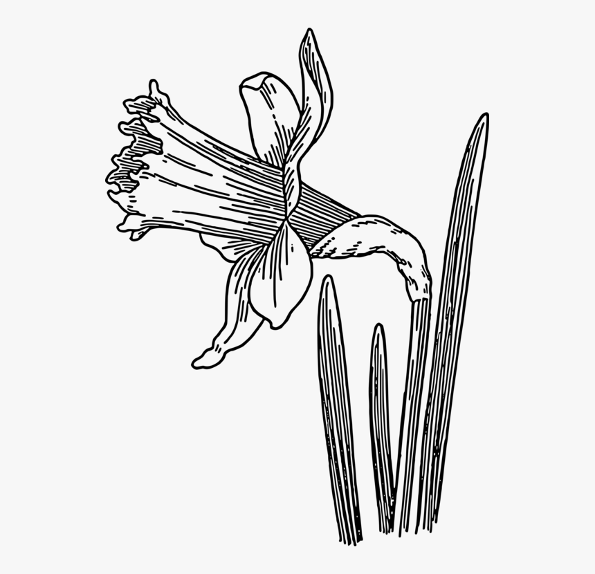 Biology Drawing Pencil - Daffodils Clipart Black And White, HD Png Download, Free Download