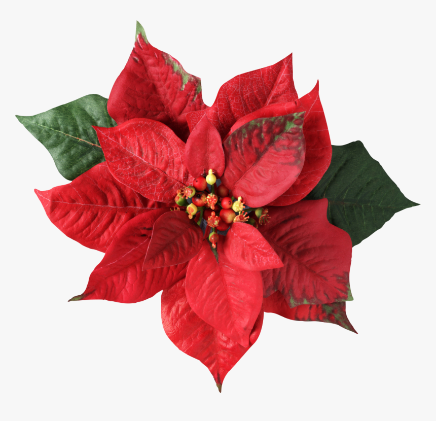 Poinsettia Christmas Decoration Flower Joulukukka - Christmas Flower 