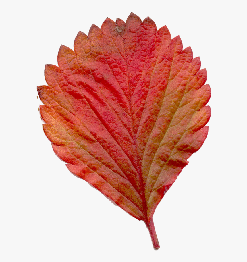 Swamp Maple, HD Png Download, Free Download