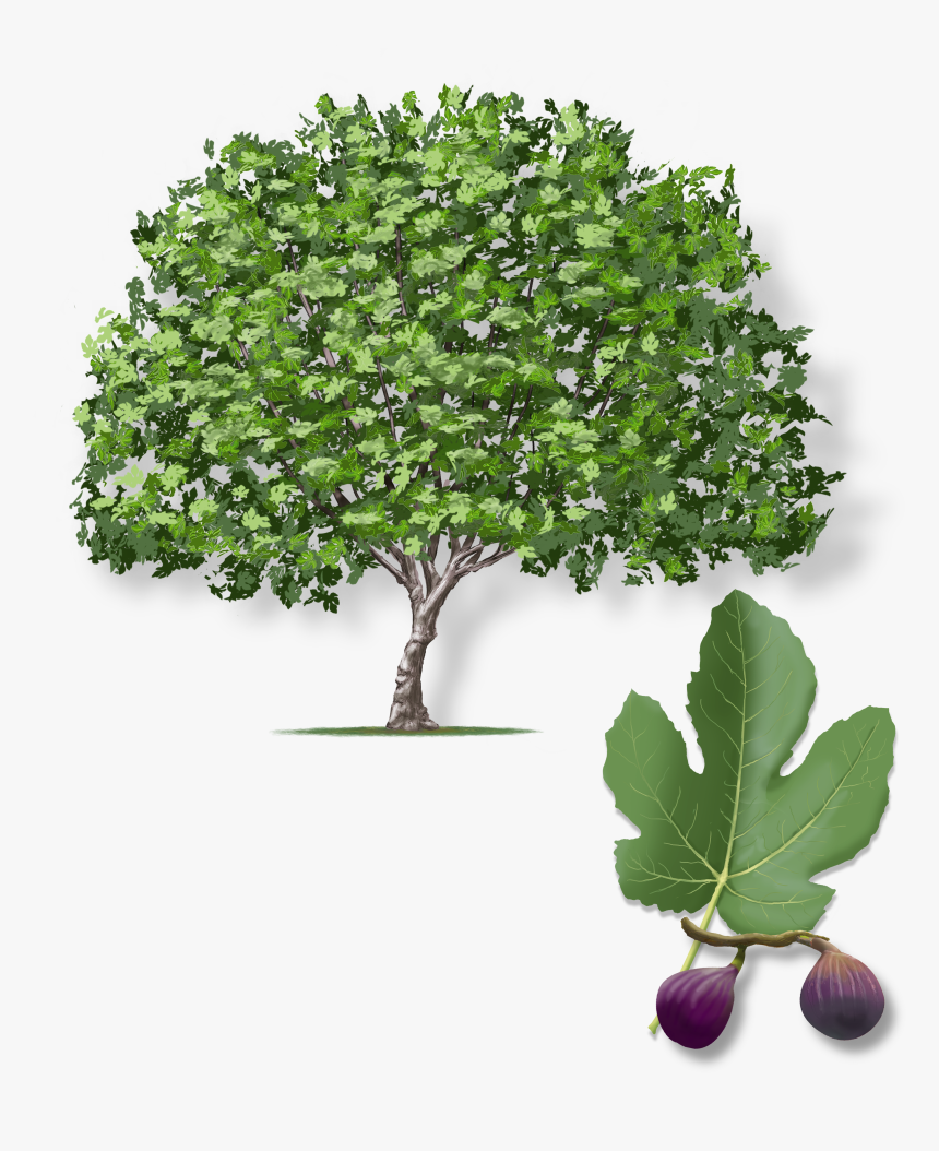 Fig-turkey - Gambel Oak, HD Png Download, Free Download