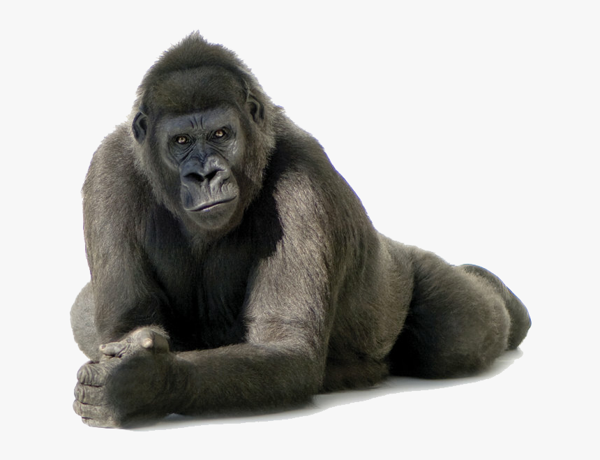 Download Gorilla Png Transparent Images Transparent - Gorilla Png, Png Download, Free Download