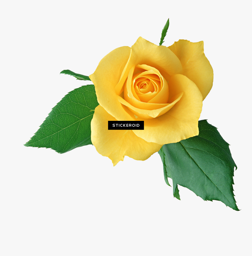 Transparent Png Roses - 玫瑰 花, Png Download, Free Download