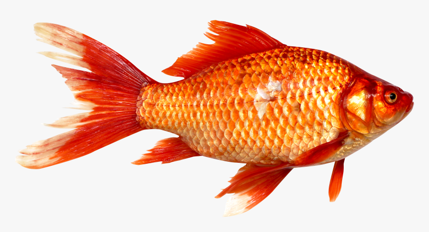 Snapper - Png Images Of Fish, Transparent Png, Free Download