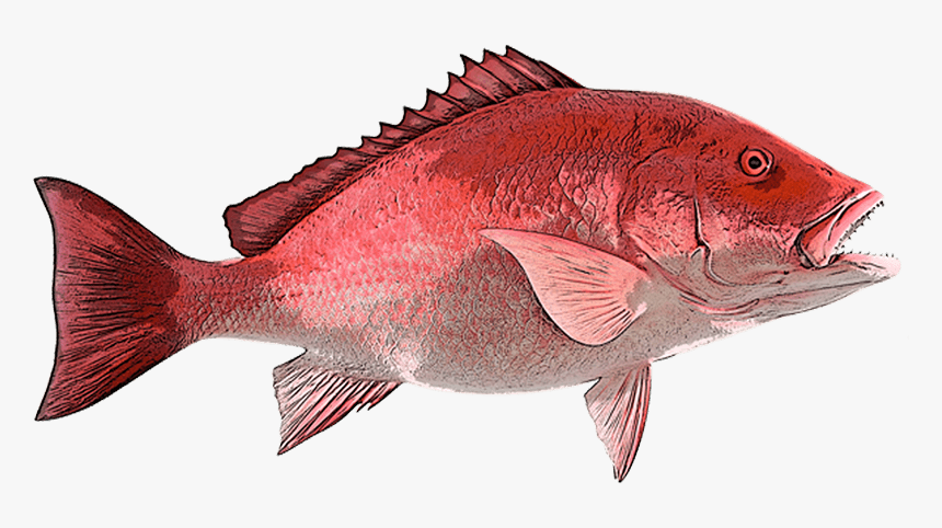 Snapper Cape Canaveral Fishing - Red Snapper Clipart, HD Png Download, Free Download