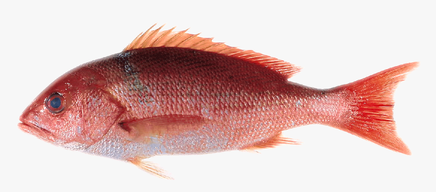 Silk Snapper - Red Snapper No Background, HD Png Download, Free Download