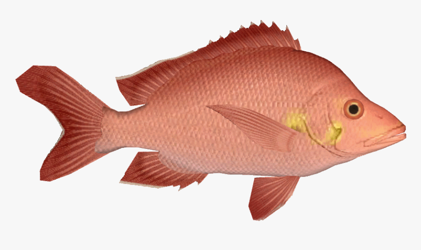 Humpbackredsnapper - Humpback Red Snapper, HD Png Download, Free Download