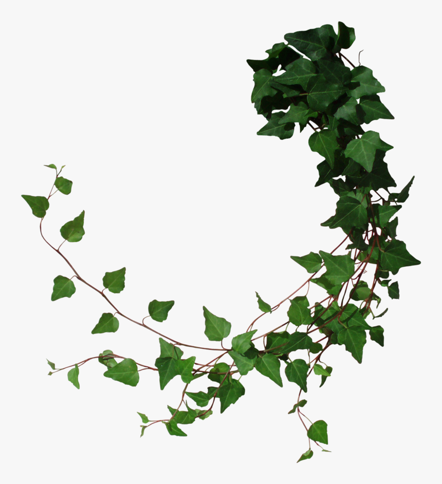 Family,clip Art,flowering Plant - Vines Png, Transparent Png, Free Download