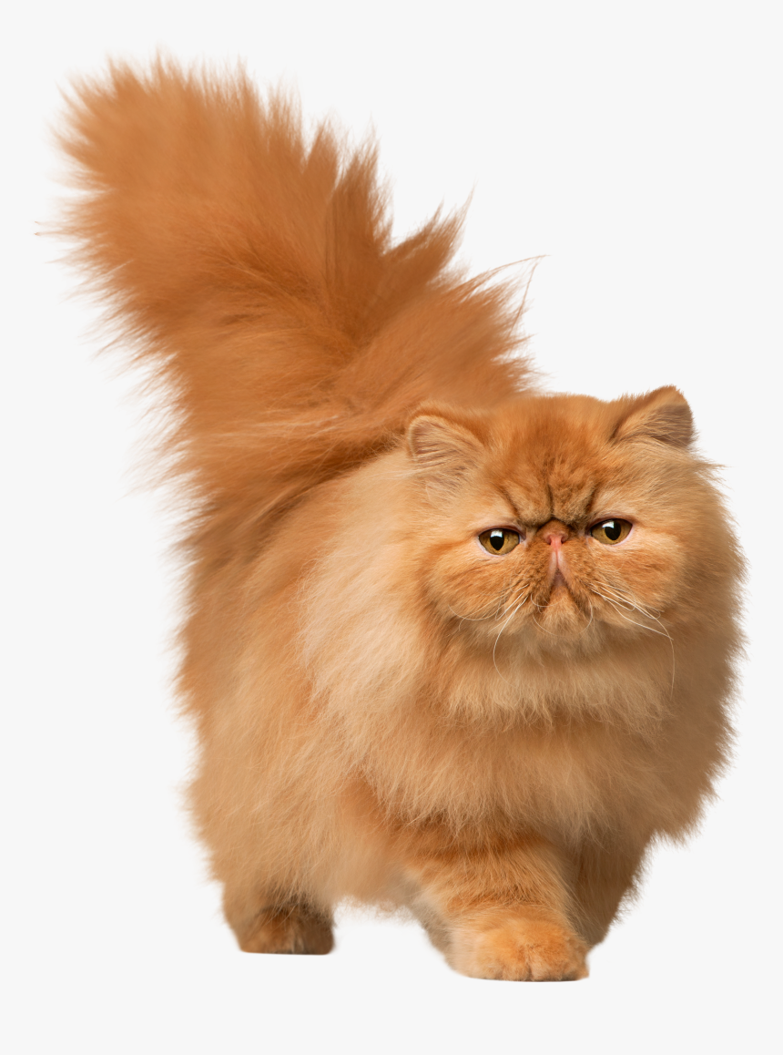 Cat Png - Transparent Background Cats Png, Png Download, Free Download