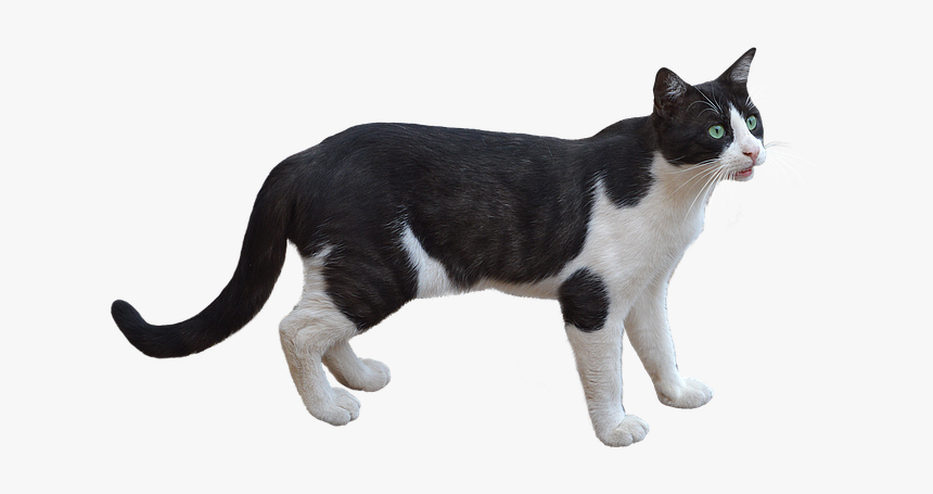 Png, Cat, Pet, Feline, Bottomless, White Color, Animal - Gato Png, Transparent Png, Free Download