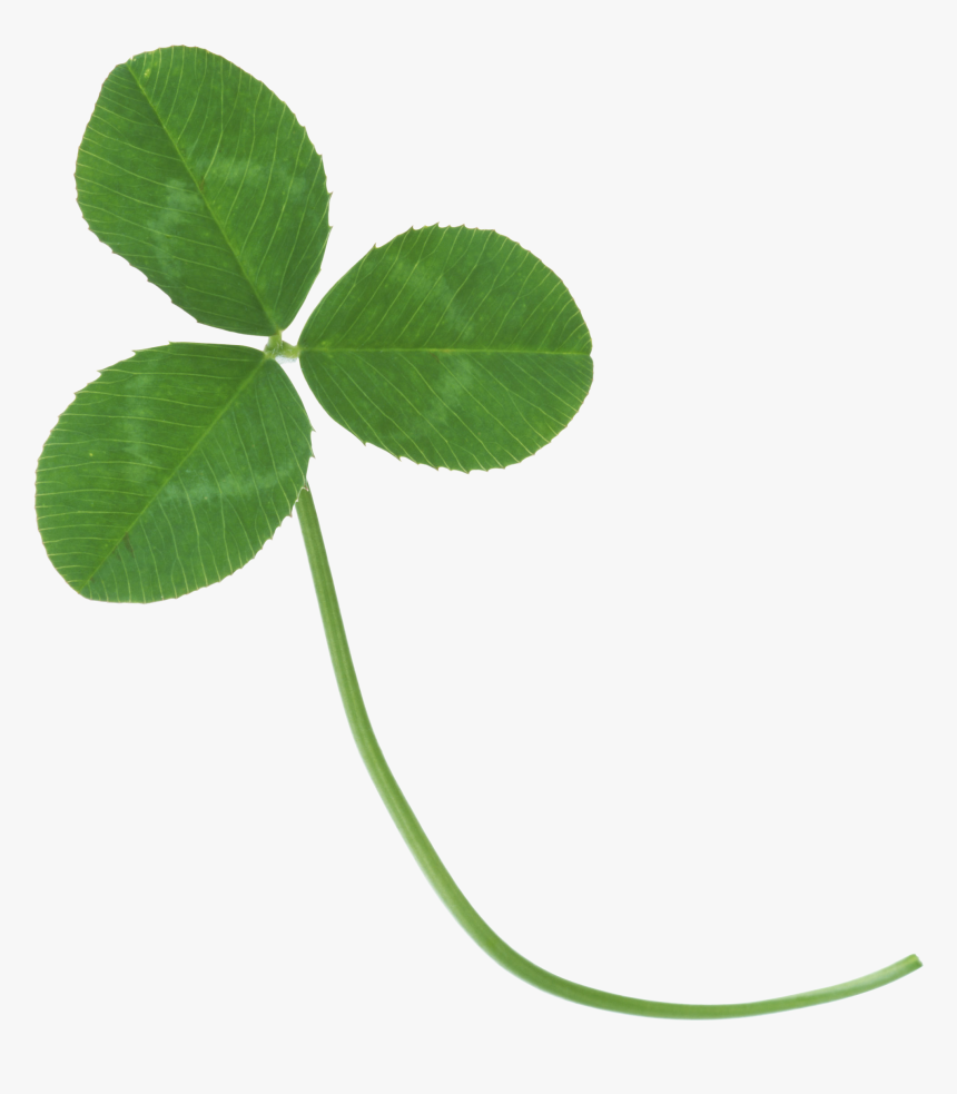 Real Clover Transparent Background, HD Png Download, Free Download