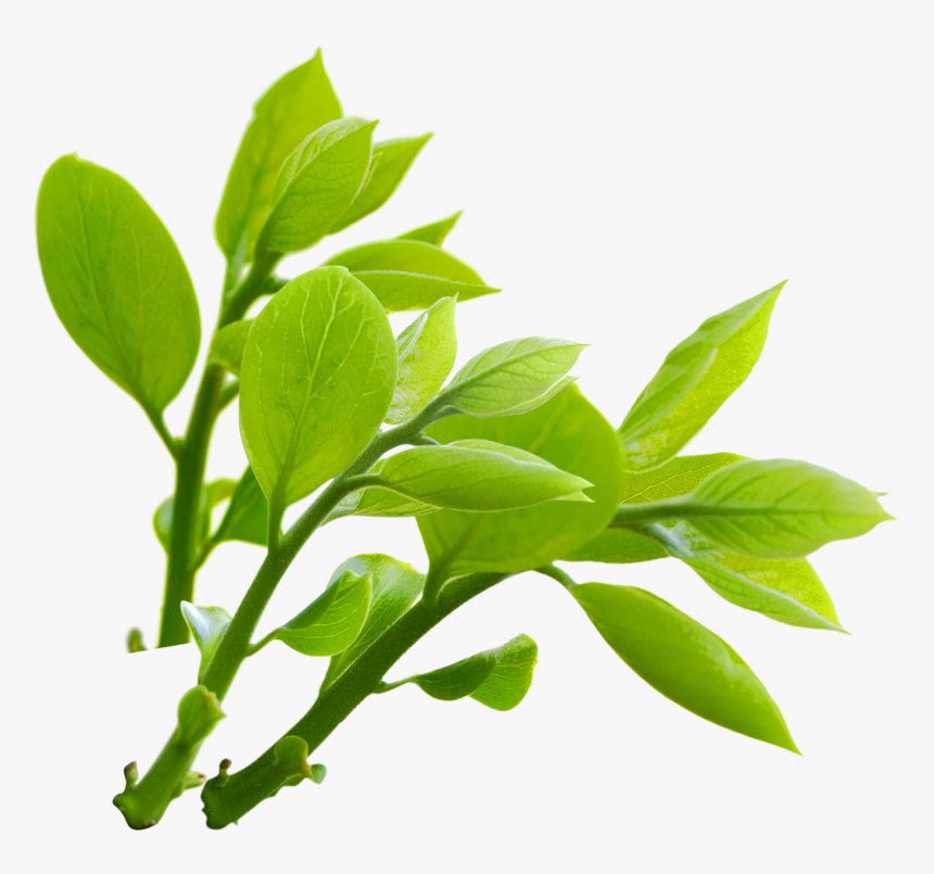 Image png transparent. Чайный лист. Листья чайного дерева. Чайные листья на белом фоне. Веточка растения.