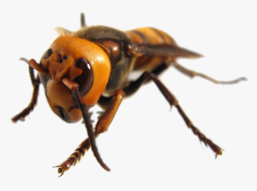 Giant Indonesian Hornet, HD Png Download, Free Download