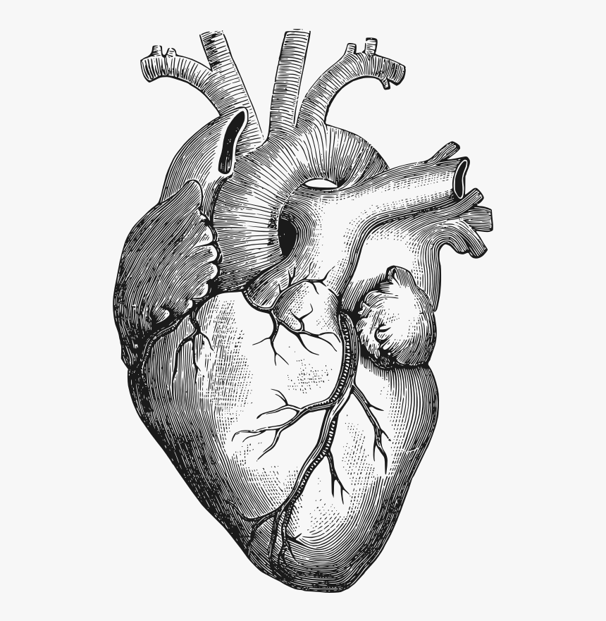 Anatomy Of The Heart Clipart Human Heart Drawing Png, Transparent Png