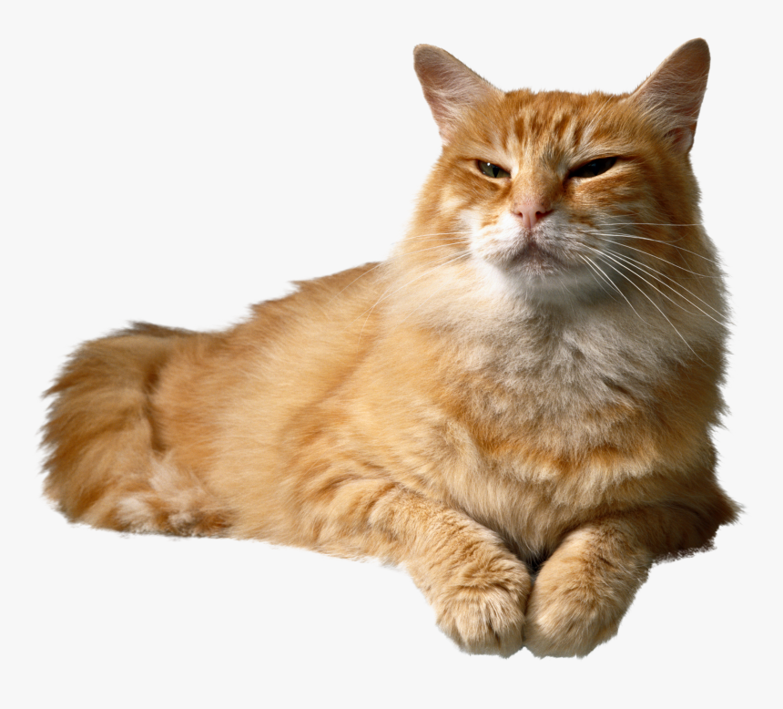 Cat Png - Iams Cat And Dog, Transparent Png, Free Download