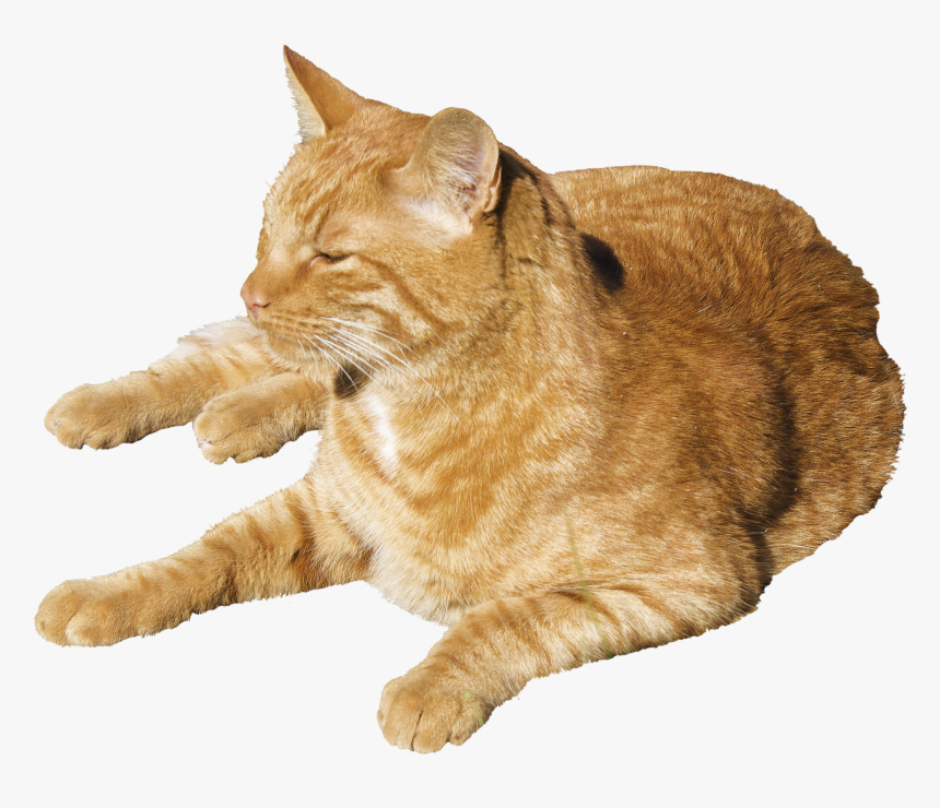 Transparent Sleeping Cats Png, Png Download, Free Download