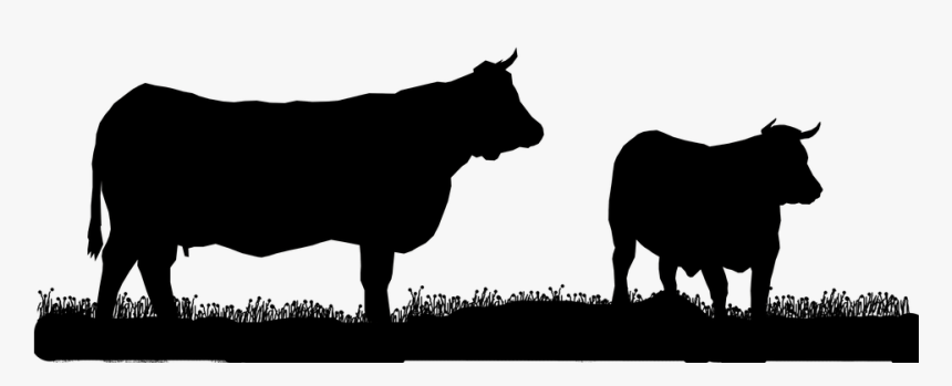 Francia, Normandía, Vaca De Carne, Textura, Vacas - Cow Head Silhouette Transparent Background, HD Png Download, Free Download