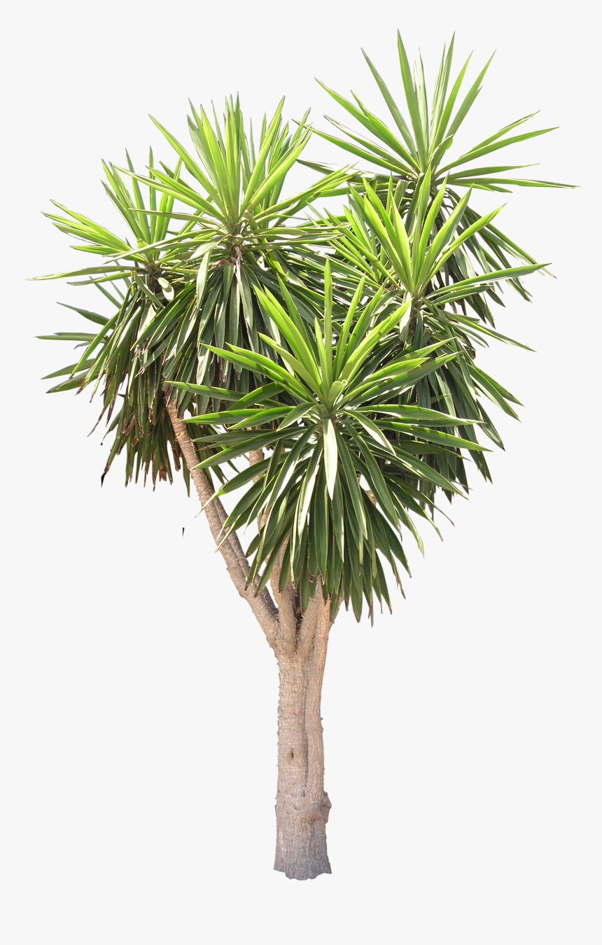 Yucca Png, Transparent Png, Free Download