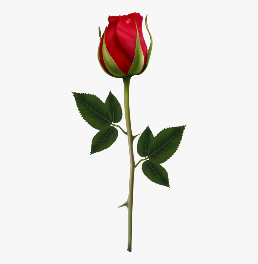 Transparent Long Stem Rose Clipart - Rose Vector, HD Png Download - kindpng