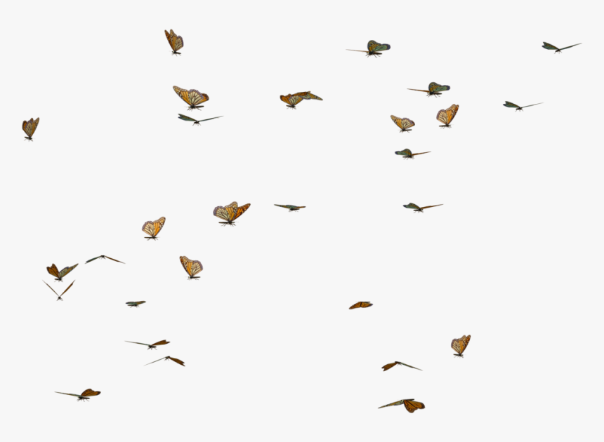 Butterfly Swarm Png, Transparent Png, Free Download