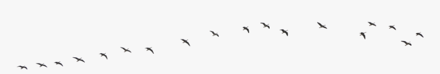 Birds, Migratory, Flying, Animal, Swarm, Passage - Bird, HD Png Download, Free Download