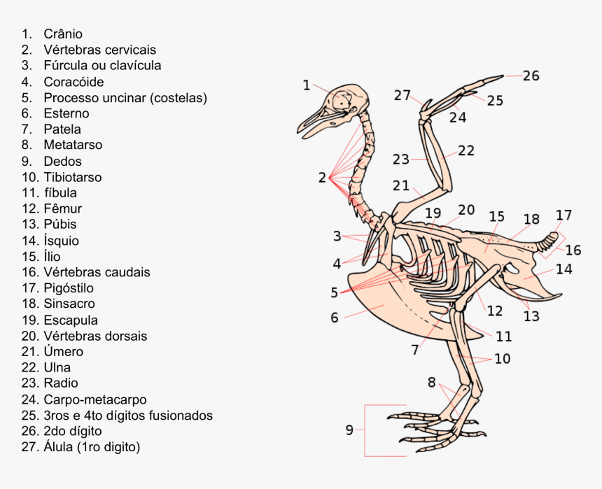 Bird Skeleton , Png Download - Respiration In Animals Wikipedia, Transparent Png, Free Download