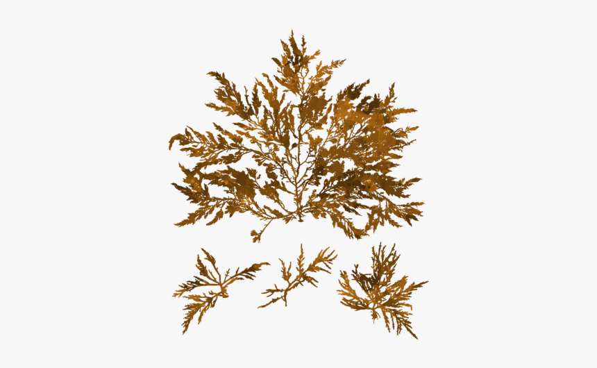 Juniper, HD Png Download, Free Download