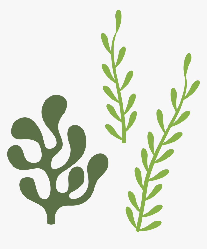 Transparent Seaweed Clipart - Seaweed Svg, HD Png Download - kindpng