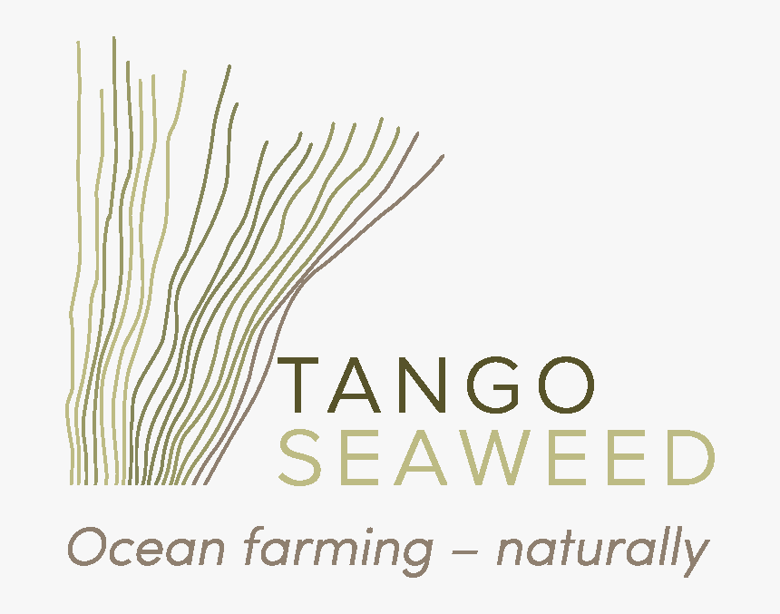 Tangos Seaweed Slagord - Guitar String, HD Png Download, Free Download